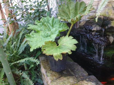 Gunnera manicata barota rukávovitá